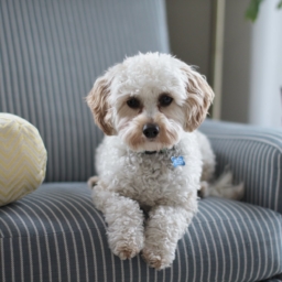 Furniture Upholstery Choices For Animals